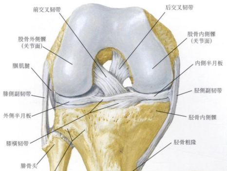 【康医科普】什么是前交叉韧带损伤